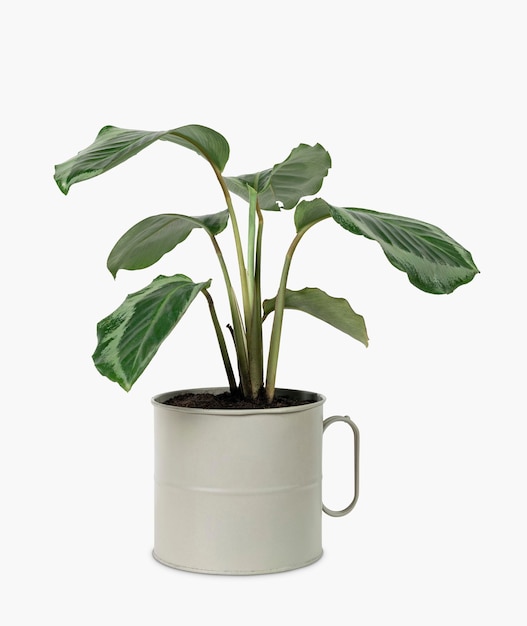 무료 사진 주전자에 calathea 식물