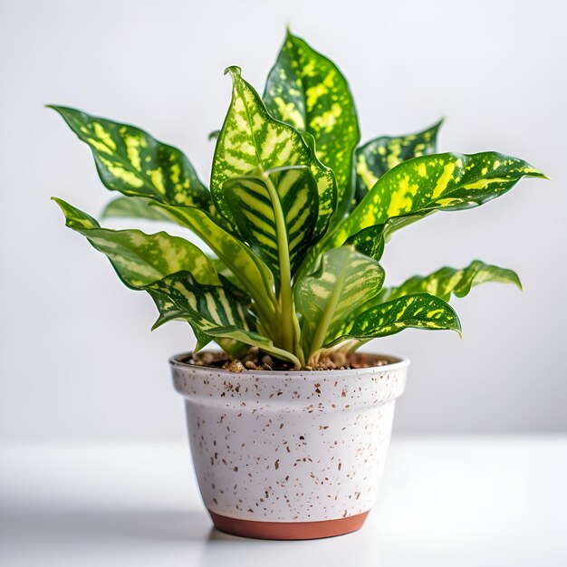 Calathea plant in a pot on a white background Houseplant