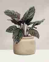 Free photo calathea plant in a pot