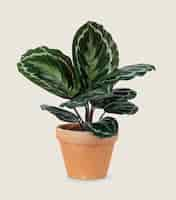 Foto gratuita pianta di calathea in vaso di terracotta oggetto di arredo casa