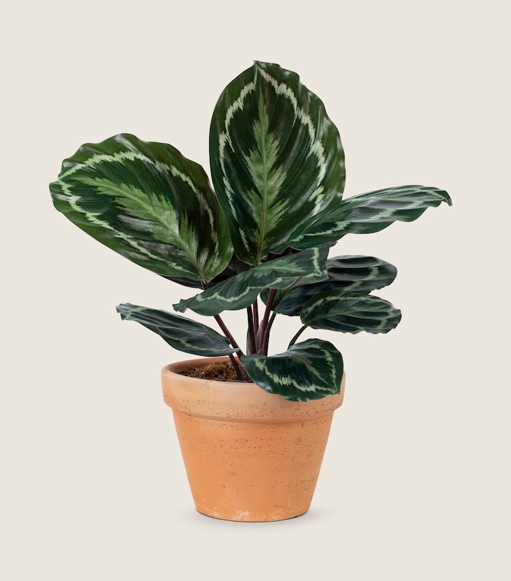 Free Photo calathea plant in a terracotta pot home decor object