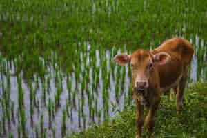 Free photo calf grazing near the edge of a rice field