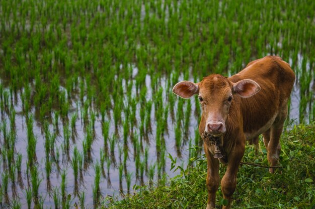 Calf grazing near the edge of a rice field