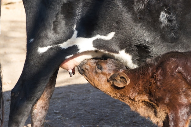 Foto gratuita il vitello ha mandato il latte dalla mucca nel campo