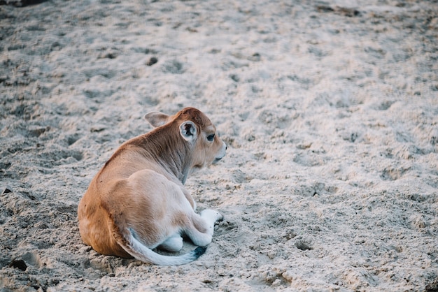 Calf sitting on soil in the barn