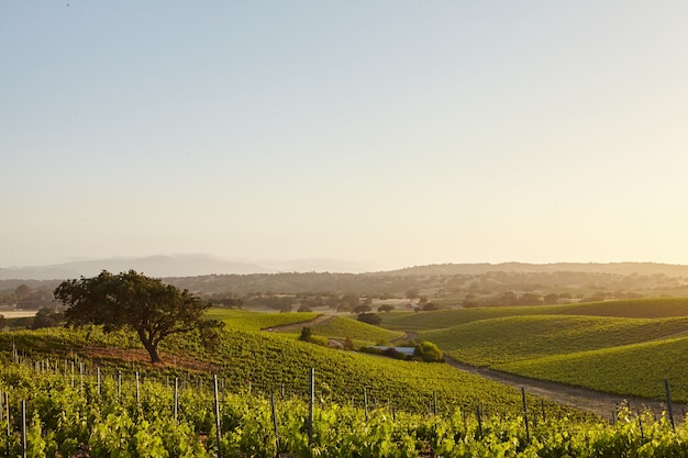 Free photo california vineyards in santa barbara