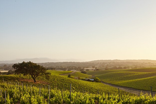 Калифорнийские виноградники в Санта-Барбаре
