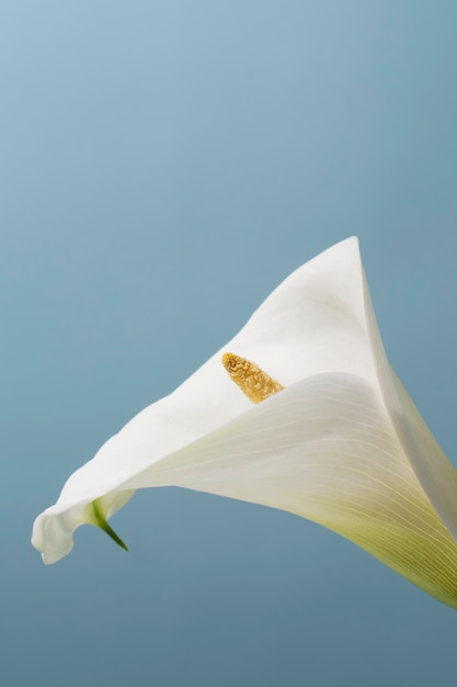 空にカラの花の花