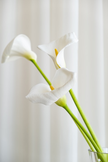 Calla lily plant flowers on a white fabric background.