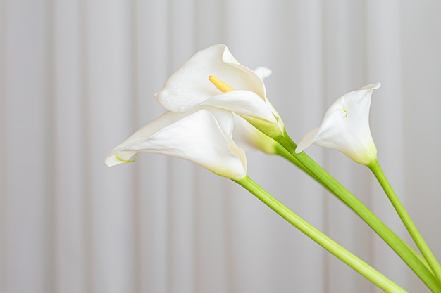 Calla lily plant flowers on a white fabric background