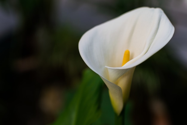 Calla lily surrounded by greenery in a field under the sunlight 