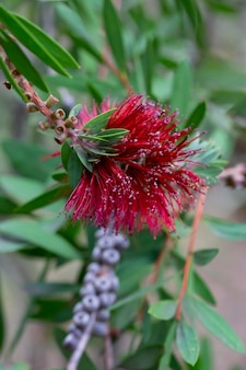 ブラシノキシトリヌス非常に美しい繊細な開花小枝は、七面鳥の赤い繊細な形で育ちます