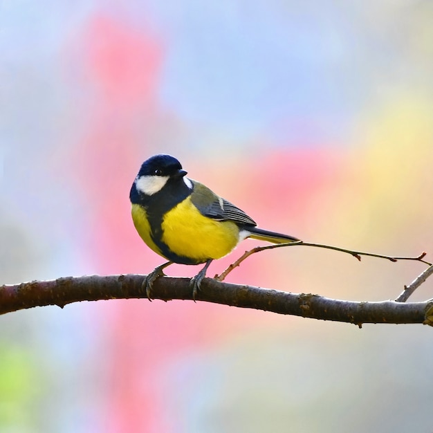 Calm bird on a branch