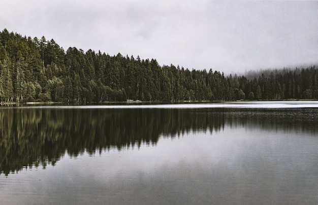 Foto gratuita calma specchio d'acqua accanto alla foresta