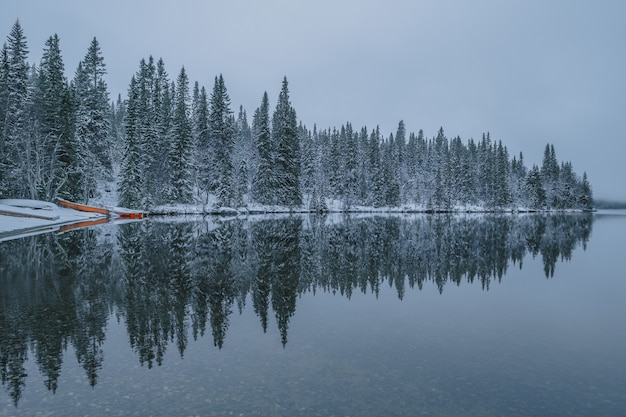 冬の霧深い天候で、雪に覆われた木の反射が見える穏やかな湖