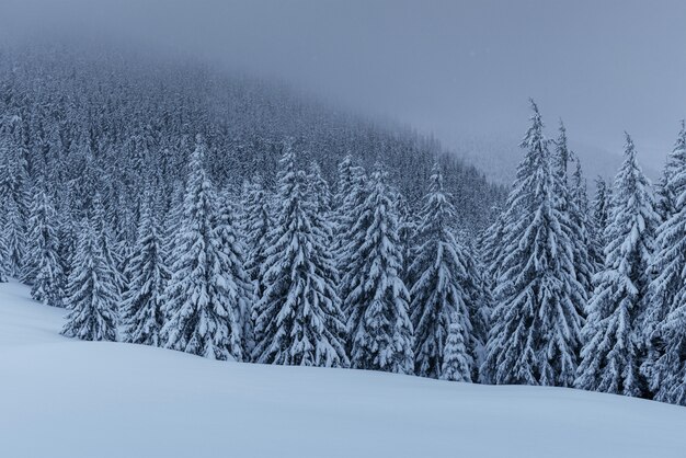 차분한 겨울 장면. 눈으로 덮여 전나무 안개에 서있다.