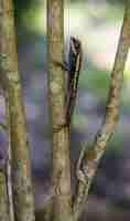 Free photo calotes emma on tree branch closeup