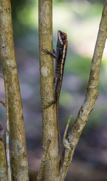 Calotes emma on tree branch closeup