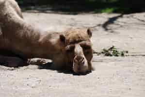 Free photo camel asleep and basking in the sunshine