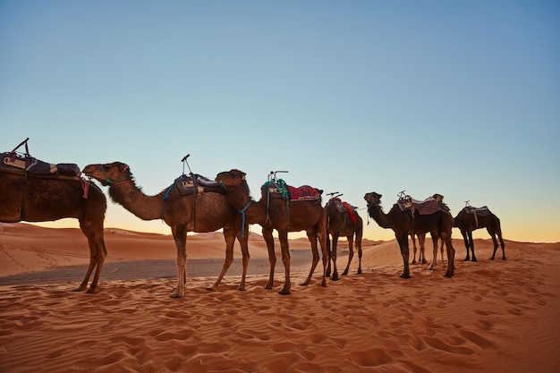 Караван верблюдов идет через песчаные дюны в пустыне Сахара