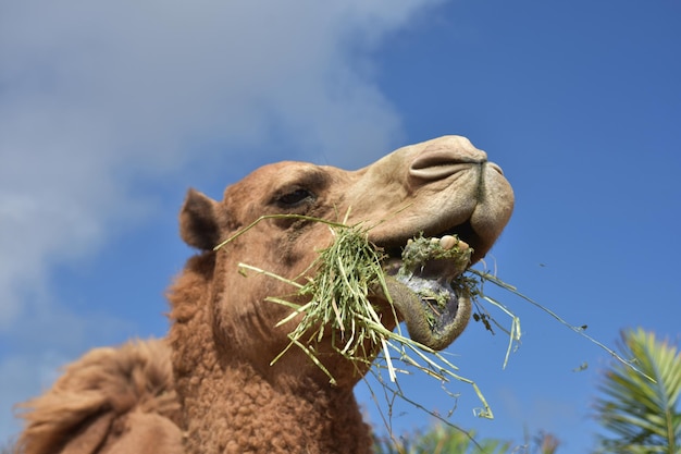 Camel chewing hay with his lip dropped down.