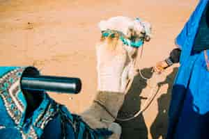 Free photo camel in desert landscape in morocco