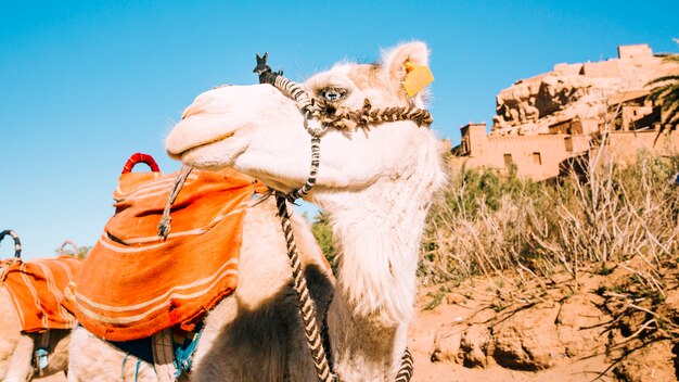 Camel in desert