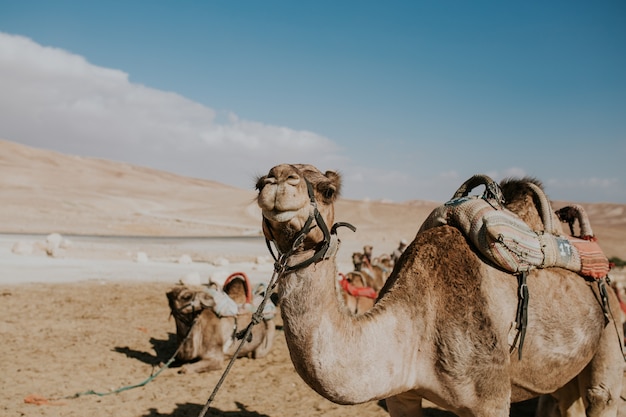 이집트 관광객을위한 가죽 끈에 낙타