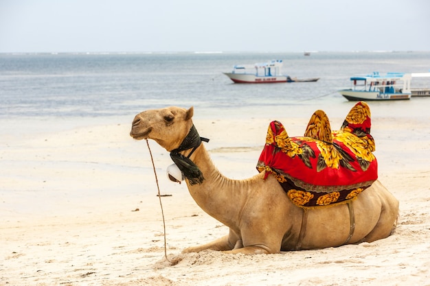 Верблюд лежит на песке на фоне океана и лодок