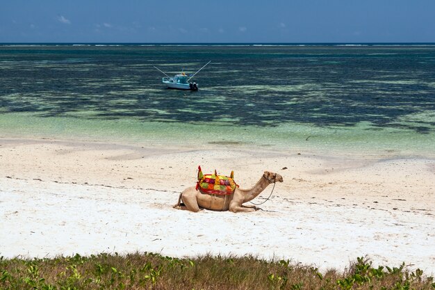 Camel lying on the sand