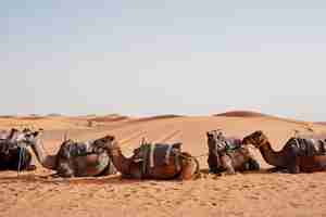 Free photo camel rides at erg chebbi, morocco