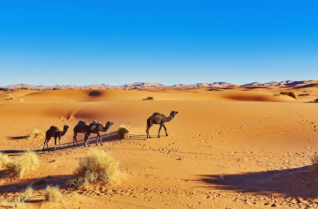 Camel in the Sahara desert in Morocco