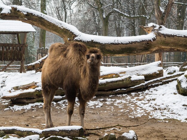 A camel with big trunks of wood covered with snow
