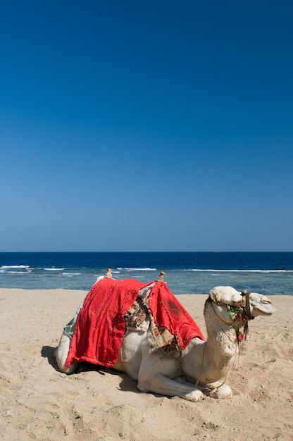 Free photo camel