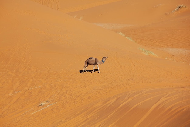 Camel