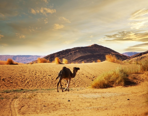 Free photo camel