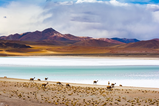 Camels grazing on the shores of the Tuyajto lagoon in South American