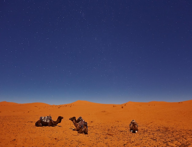 ラクダはサハラ砂漠の星空の下で眠る