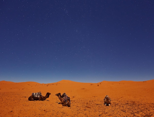 Camels sleep under the starry sky in sahara desert