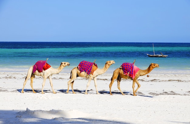 Camels walking behind each other on Diani Beach, Kenya