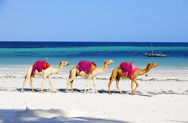 Верблюды идут друг за другом на пляже Диани, Кения