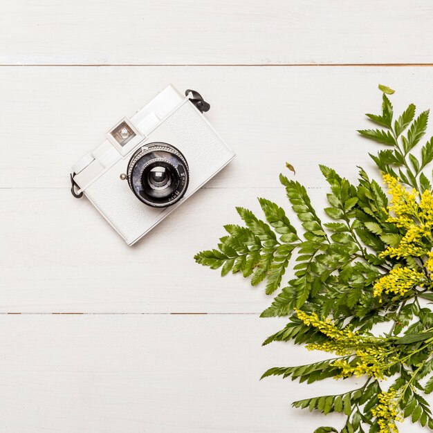 Camera and yellow flowers with green leaves