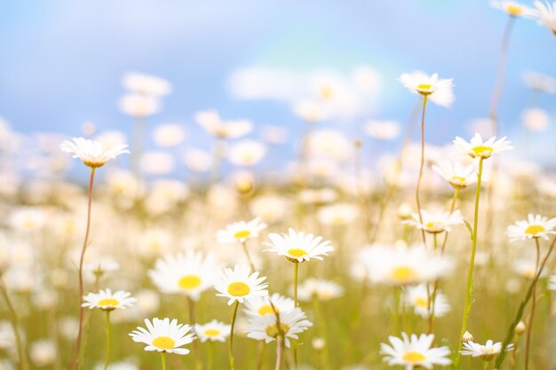 Camomile field.