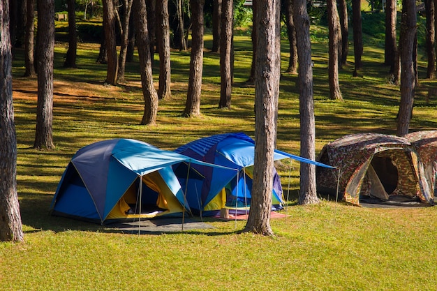 Кемпинг и палатка под сосновым лесом у воды на открытом воздухе утром в пангунге