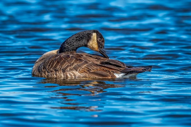 Free photo canada goose bathing (branta canadensis