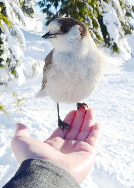 Free photo canada jay resting on a person's hand in a snowy forest