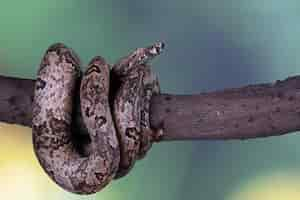 Foto gratuita candoia terra boa serpente candoia carinata primo piano