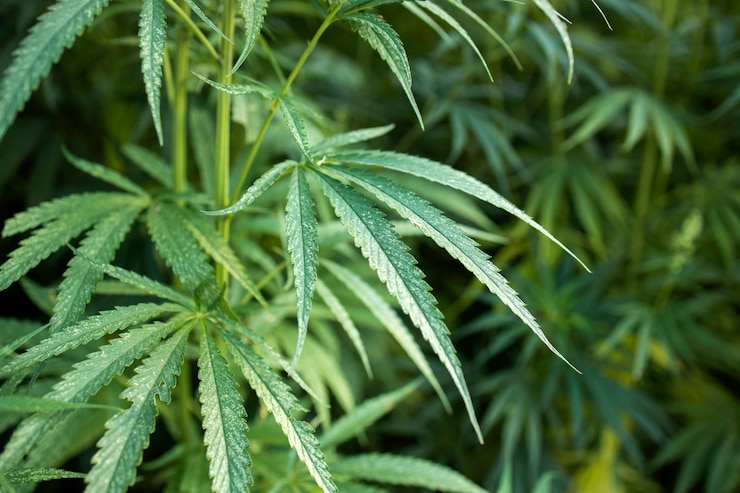 Free Photo cannabis or hemp plant leaves for alternative medicine concept