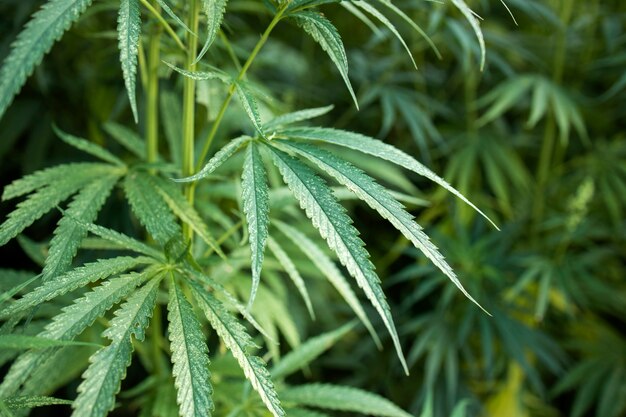 Cannabis or hemp plant leaves for alternative medicine concept