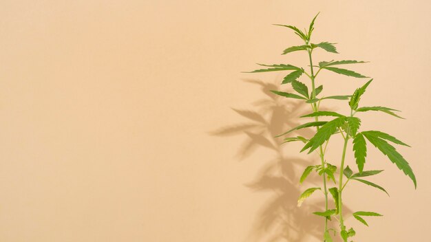 Free photo cannabis leaf composition close-up